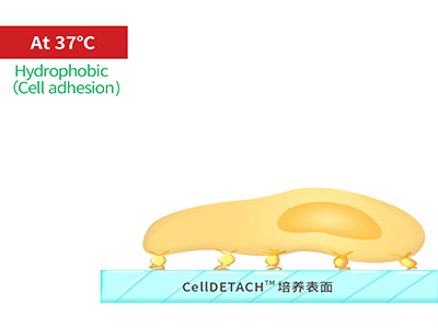 37℃時，溫敏聚合物涂層為高分子卷縮狀態(tài)，表現(xiàn)為輕度疏水性，更有利于細胞的貼附