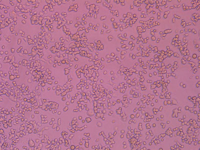 經(jīng)細(xì)胞培養(yǎng)測(cè)試驗(yàn)證，細(xì)胞貼壁率達(dá) 90% 以上，貼壁細(xì)胞活率達(dá)95%以上