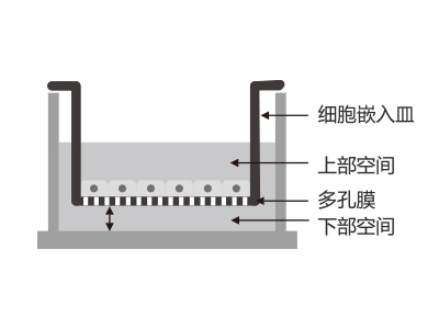 懸掛式設(shè)計(jì)，嵌入皿移細(xì)胞嵌入皿移動(dòng)時(shí)單層細(xì)胞不受影響上部空間 ，還能防止培養(yǎng)液通過中毛細(xì)作用流失